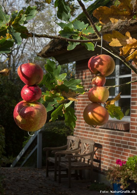 æbler i egetræet