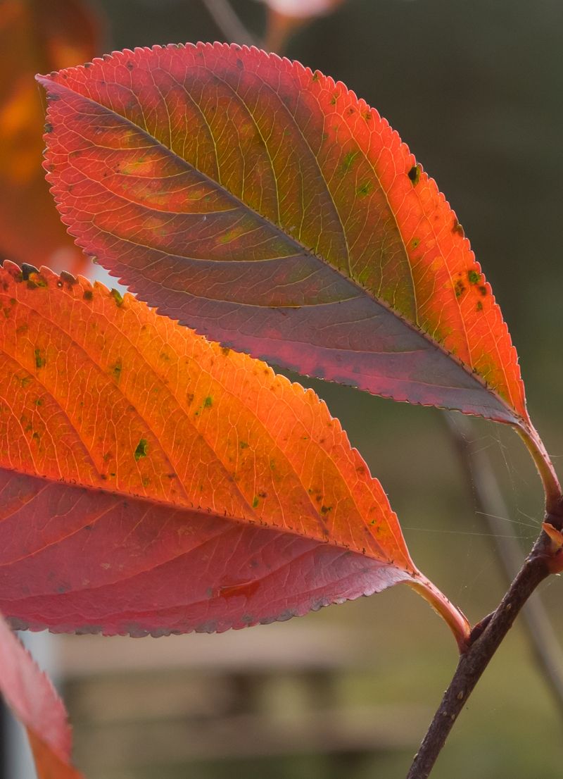 aronia-blade aronia i efterårsfarver