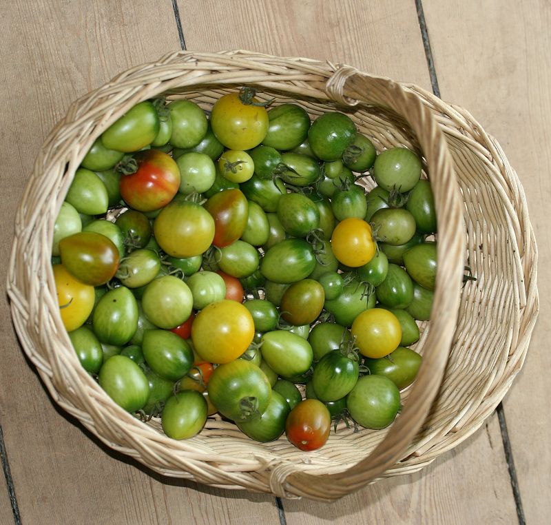 grønne tomater