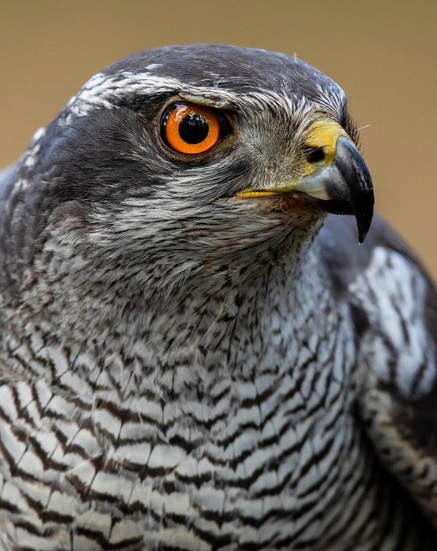 Duehøgen på besøg i haven