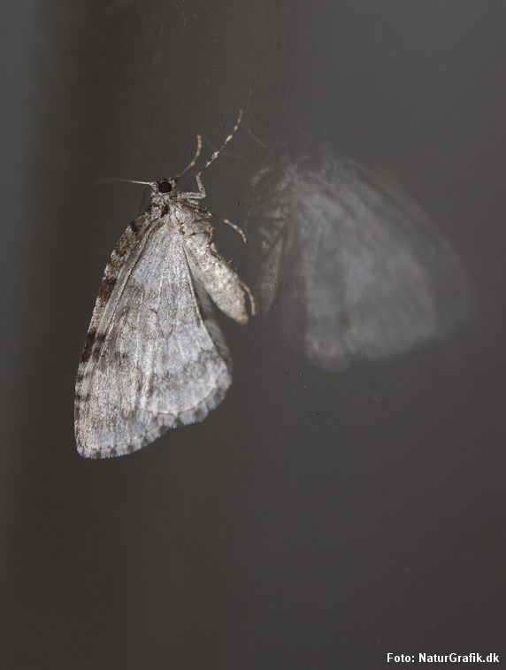 frostmaaler frostmålere på ruden