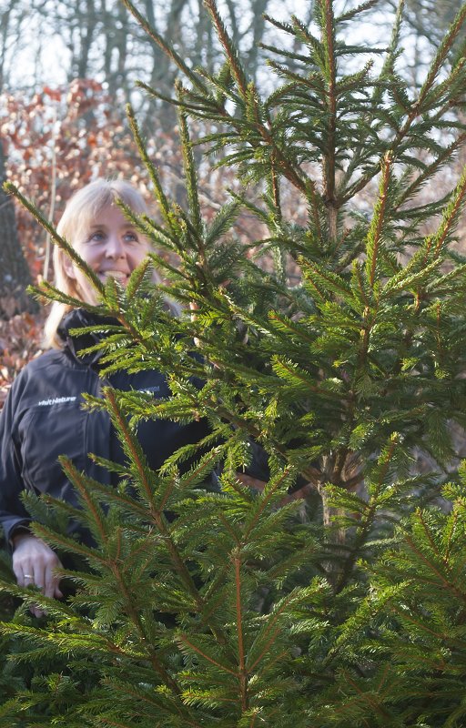 Genbrug af juletræet
