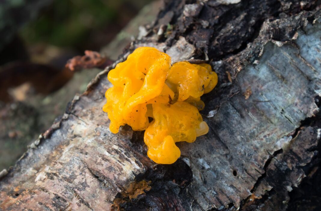 gul-baevresvamp-6728 Gul bævresvamp