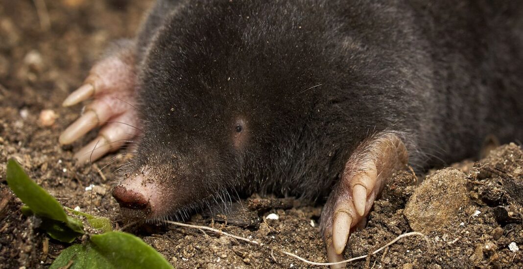 Muldvarpen sover ikke vintersøvn