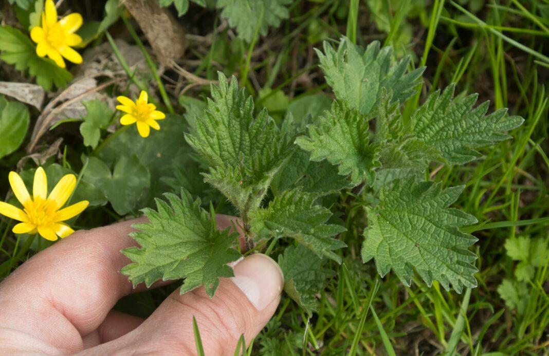 braendenaelde-7549 Havens fine brændenælder