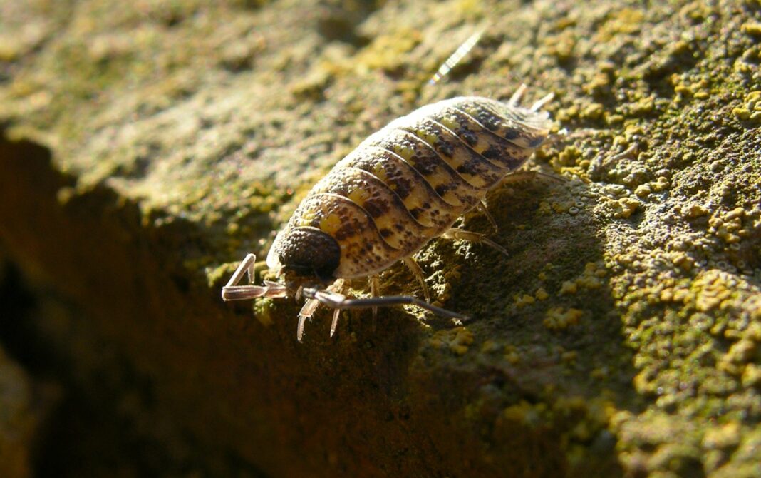 bænkebidere i haven