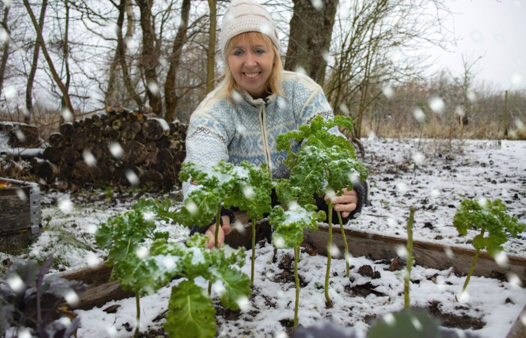 Grønkål i vinterhaven