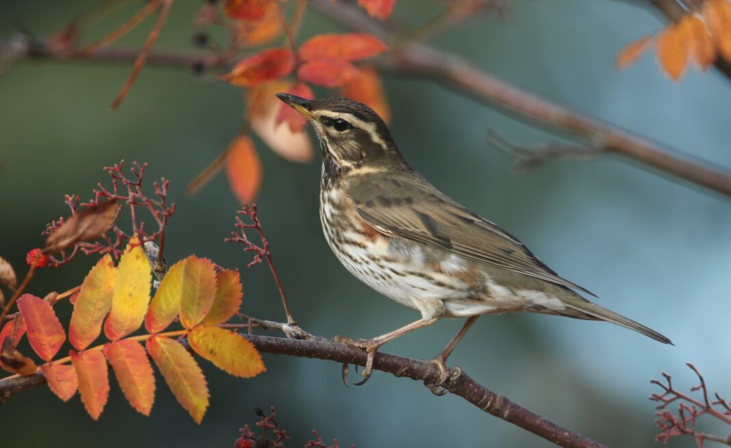 Vindrossel - fugle i haven