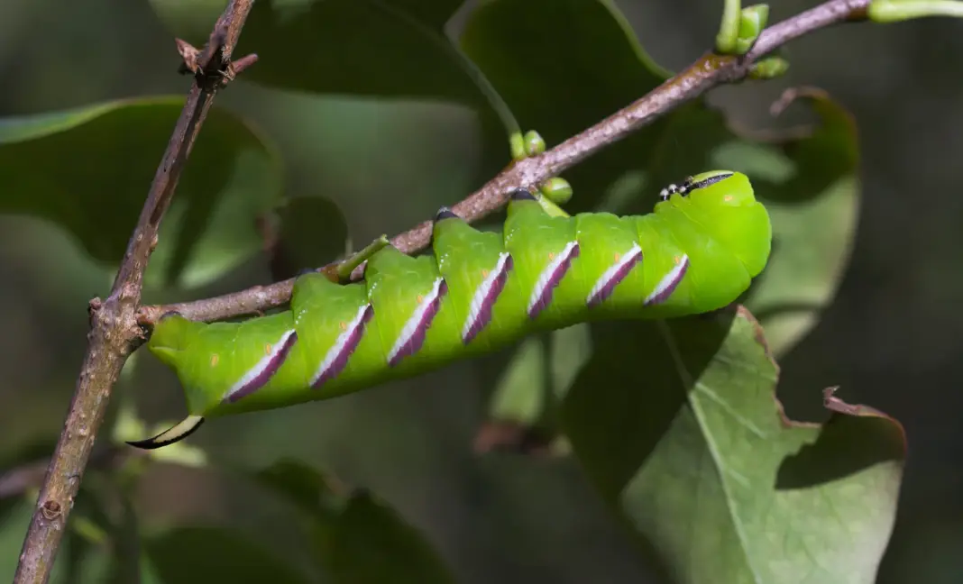 ligustersvaermer-larve1960 Larven af den store ligustersværmer