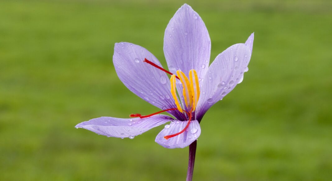 Sådan dyrker du safran-krokus
