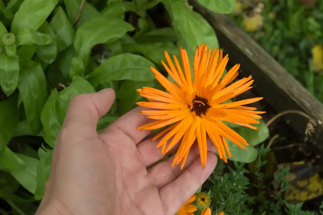 Morgenfruer i køkkenhaven