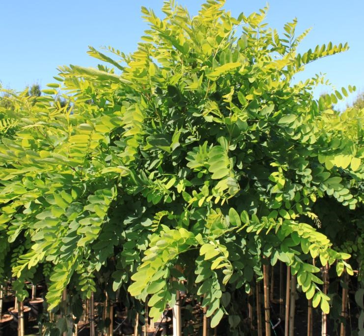 Kugleakacie – Robinia pseudoacacia Umbraculifera 120 cm stammehøjde Kugleakacie – Robinia pseudoacacia Umbraculifera 120 cm stammehøjde