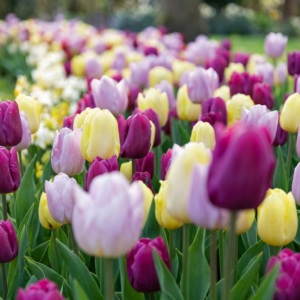 Tulipan ‘Forårshave’ Tulipan ‘Forårshave’