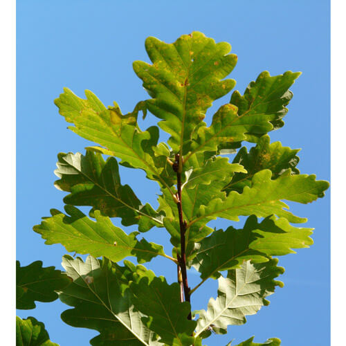 Søjle Eg – Quercus robur ´Fastigiata´ klump 250-300 cm Søjle Eg – Quercus robur ´Fastigiata´ klump 250-300 cm